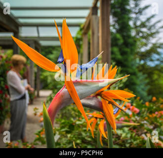 Oiseau de Paradis (Strelitzia reginae) Fleurs dans le jardin de château Trauttmansdorff, Merano (Meran), le Tyrol du Sud, Italie. Arrière-plan flou Banque D'Images