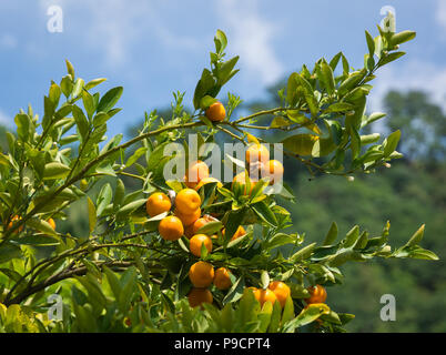 Arbre généalogique de mandarine (citrus reticulata) et l'arrière-plan flou Banque D'Images