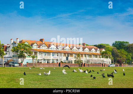 20 Mai 2018 : Paignton, Devon, UK - une rangée de petits hôtels en terrasse sur le front de mer, avec des vols d'oiseaux sur l'herbe au premier plan. Banque D'Images