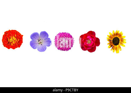 Collection d'été et fleurs sauvages jardin isolé sur fond blanc. Ensemble Bouquet jaune tournesol, collage aster rose, rose rouge, violet meadow gera Banque D'Images