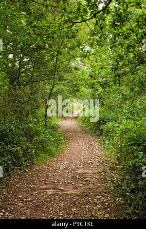 Chemin des bois à travers la forêt enchantée de Brocéliande, forêt de l'Ille et Vilaine, Bretagne, France, Europe Banque D'Images