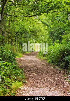 Chemin des bois à travers la forêt enchantée de Brocéliande, forêt de l'Ille et Vilaine, Bretagne, France, Europe Banque D'Images