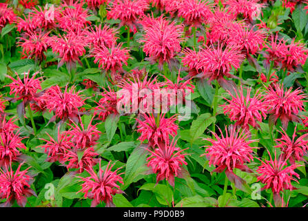 La floraison des plantes bergamote rouge en jardin anglais Banque D'Images