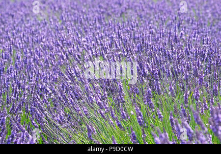 La floraison des fleurs de lavande, North Norfolk, Angleterre Banque D'Images