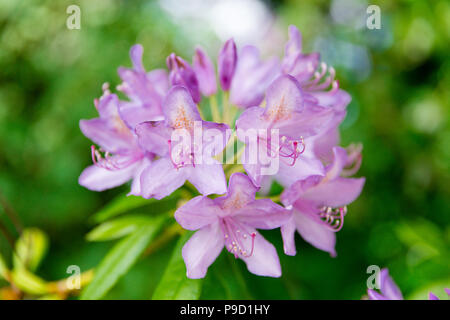 Close-up of a rose en fleurs fleurs rhododendrons avec green fond naturel. L'effet de flou. Profondeur de champ. Banque D'Images