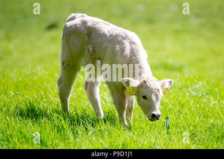 Jeune veau limousin avec tagged oreilles le pâturage dans l'herbe sur un pâturage. Banque D'Images