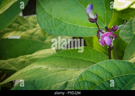 Les jeunes fleurs de haricots vert pourpre et les germes de se développer au-delà des feuilles dans un jardin lit. Banque D'Images