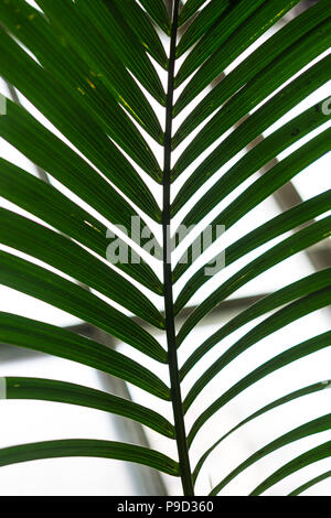 Palm Tree Trunk de howea forsteriana arecaceae kentiapalm du seigneur-howe-tropical islands Banque D'Images