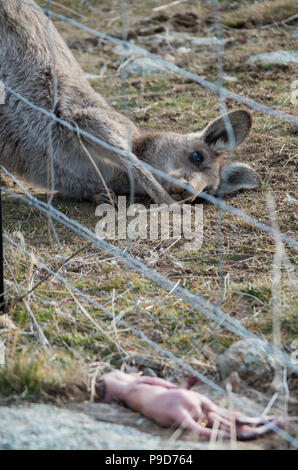 Maman Kangourou Kangourou bébé mort regardant joey après avoir été éjecté de la pochette dans la région des Snowy Mountains Banque D'Images