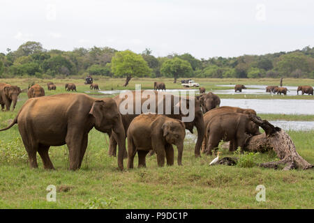 L'éléphant au parc national de Minneriya au Sri Lanka. Éléphant (Elephas maximus) sont réputés pour se rassembler autour de ce réservoir en National Minneriya Banque D'Images