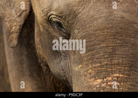 Visage d'un éléphant dans le Parc National Minneriya au Sri Lanka. Éléphant (Elephas maximus) sont réputés pour se rassembler autour du réservoir dans Minneri Banque D'Images