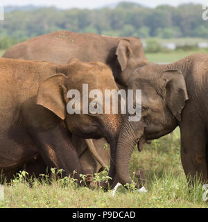 Face à face les éléphants dans le Parc National Minneriya au Sri Lanka. Éléphant (Elephas maximus) sont réputés pour se rassembler autour de ce réservoir en Minn Banque D'Images