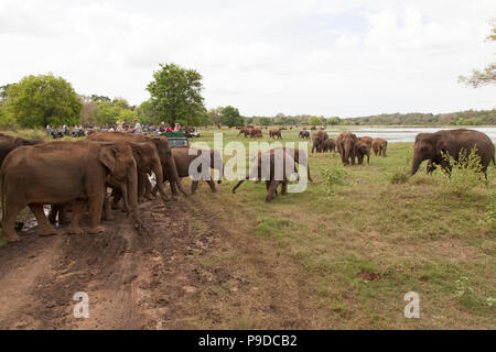 Personnes voir les éléphants sur un safari dans le Parc National Minneriya au Sri Lanka. Éléphant (Elephas maximus) sont réputés pour l'regroupées autour d re Banque D'Images