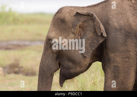 Visage d'un éléphant dans le Parc National Minneriya au Sri Lanka. Éléphant (Elephas maximus) sont réputés pour se rassembler autour du réservoir dans Minneri Banque D'Images