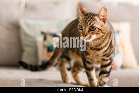 Chat domestique à la maison Banque D'Images