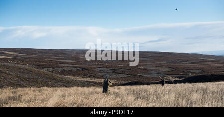 Lagopède des saules de tir sur un domaine dans le Nord du Yorkshire, à la fin de la saison. Yorkshire Dales, UK Banque D'Images