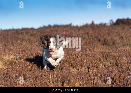 Spaniel gundog working on a red grouse tourner en les Yorkshire Dales. Banque D'Images