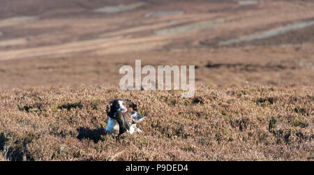 Spaniel gundog working on a red grouse tourner en les Yorkshire Dales. Banque D'Images