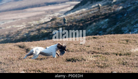 Spaniel gundog working on a red grouse tourner en les Yorkshire Dales. Banque D'Images