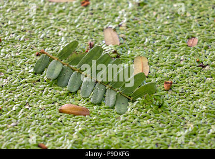 Les mauvaises herbes de l'eau sur la surface de l'eau avec feuille verte. Surface de l'eau sale dans l'étang tropical. Banque D'Images