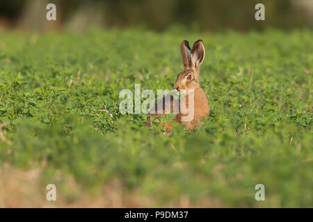 Lièvre brun mignon assis dans un champ de manger les récoltes pour le petit-déjeuner. Animal sauvage, de mâcher de la végétation dans le Norfolk en Angleterre Banque D'Images