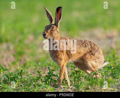 Wild hare belle close up en lever tôt le matin. Une précision de la Lièvre brun (Lepus europaeus) photographié à Norfolk dans un champ de cultures Banque D'Images