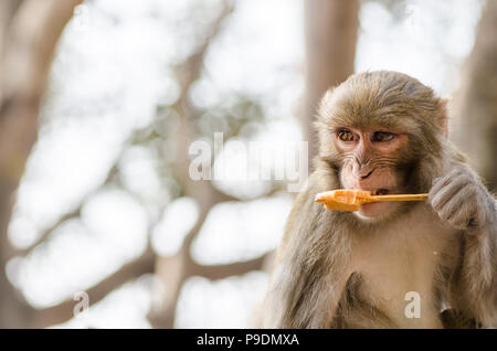 Macaque Rhésus (Macaca mulatta) monkey eating ice cream au Temple de Swayambhunath ou un singe à Katmandou. Le Népal Banque D'Images