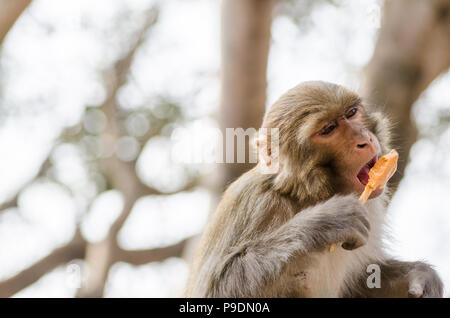 Macaque Rhésus (Macaca mulatta) monkey eating ice cream au Temple de Swayambhunath ou un singe à Katmandou. Le Népal Banque D'Images