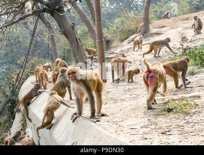 Macaque rhésus de groupe (Macaca mulatta) les singes à raison de temple de Pashupatinath, Katmandou, Népal Banque D'Images