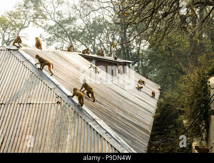 Macaque rhésus de groupe (Macaca mulatta) les singes à raison de temple de Pashupatinath, Katmandou, Népal Banque D'Images