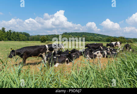 Un troupeau de vaches noires et blanches dans un champ en été dans le West Sussex, Angleterre, Royaume-Uni. Troupeau de bovins. Banque D'Images