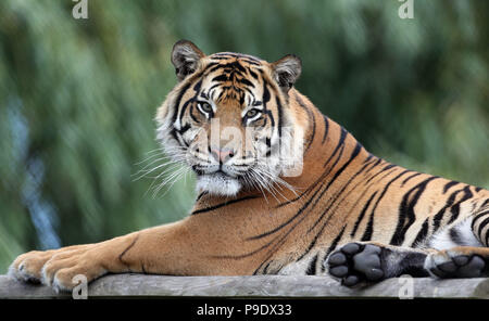 Achille, un tigre de Sumatra mâle fait ses débuts à Howletts Wild Animal Park, près de Canterbury, dans le Kent. Banque D'Images