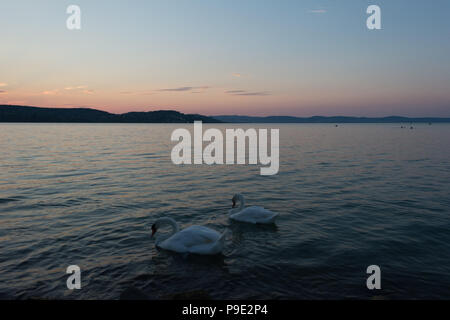 Le lac Swan avec cygnes blancs dans un temps ensoleillé, Balaton, Hongrie Banque D'Images