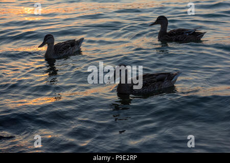 Un groupe de canards nager dans le lac Balaton, dans la soirée en Hongrie Banque D'Images