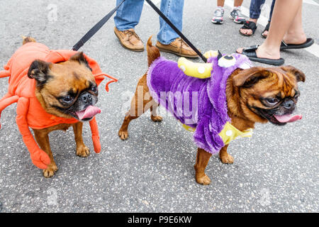 Florida,Ocala,Arts Festival,événement annuel de la communauté de petite ville, stands vendeurs d'achat de vente, chiens, animaux de compagnie, portant des costumes, leashed, grande langue Banque D'Images