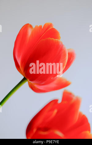 Close up of red tulip fleur sur fond clair Banque D'Images