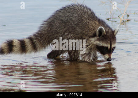 Fond du Lac Vaseux nourriture Racoon pour l'alimentation Banque D'Images