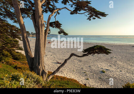 Cyprès (Cupressus macrocarpa) de l'arbre et la plage de Carmel, en Californie, aux États-Unis. Banque D'Images