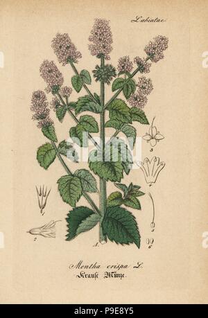 La menthe Mentha spicata (Mentha crispa). Coloriée à la gravure sur cuivre du Dr. Willibald" sammtlicher mediinisch Hand-Atlas Artus-pharmaceutischer Gewachse, (Manuel de tous les médecins-usines pharmaceutiques), Iéna, 1876. Banque D'Images