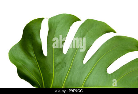 Grande feuille de monstera plante brillant isolé sur fond blanc Banque D'Images