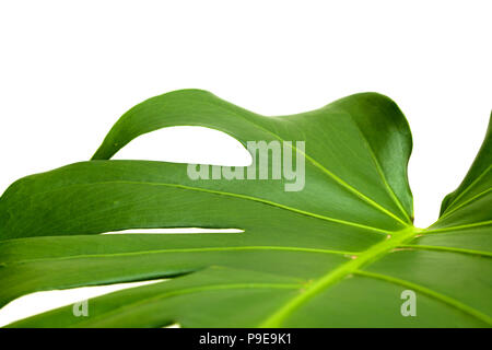 Grande feuille de monstera plante brillant isolé sur fond blanc Banque D'Images