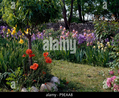 Petit arbre sous-planté d'oriental rouge pavot jardin pays avec des frontières de rose et mauve iris Banque D'Images