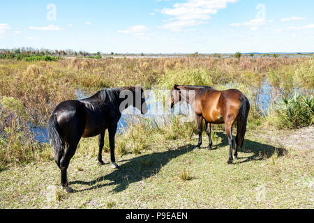 Gainesville Florida,Micanopy,Paynes Prairie Ecopassage nature Preserve State Park,National Natural Landmark,al conservation,Wacahoota Trail,Wild crack Banque D'Images