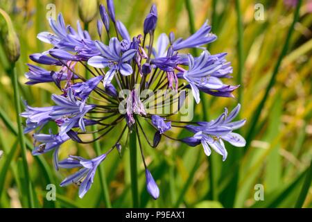 Gros plan d'une fleur en fleur pourpre agapanthus Banque D'Images
