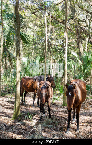 Gainesville Florida,Micanopy,Paynes Prairie Ecopassage nature Preserve State Park,National Natural Landmark,al conservation,Wacahoota Trail,Wild crack Banque D'Images