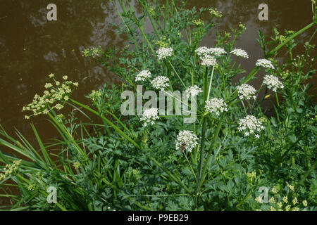 Cicuta virosa, Cowbane toxiques plantes à fleurs blanches, à côté du canal de Kennet et Avon, Berkshire, juin Banque D'Images