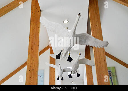 Swan sculptures dans le cafe, qui pendent du plafond. WWT Welney Wetland Centre, Wisbech, Cambridgeshire, Angleterre, RU Banque D'Images