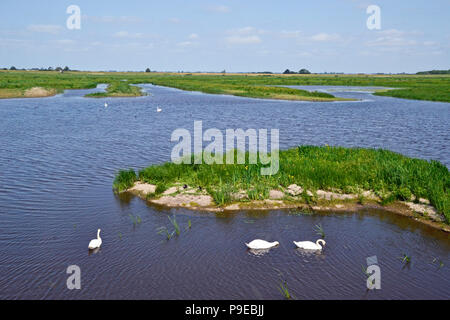 WWT Welney Wetland Centre, Wisbech, Cambridgeshire, Angleterre, RU Banque D'Images