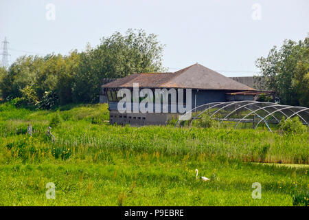 WWT Welney Wetland Centre, Wisbech, Cambridgeshire, Angleterre, RU Banque D'Images