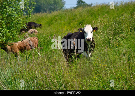 WWT Welney Wetland Centre, Wisbech, Cambridgeshire, Angleterre, RU Banque D'Images